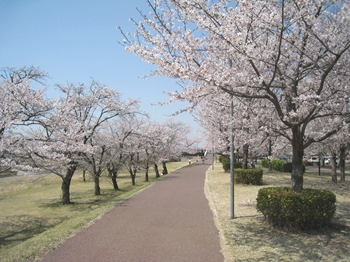 東雲公園の桜